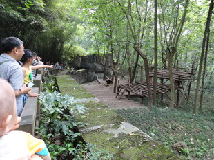 游客漫步山林观景