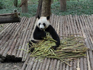 熊猫惬意享用新鲜竹子