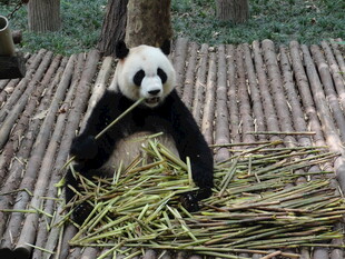 熊猫惬意享用新鲜竹子