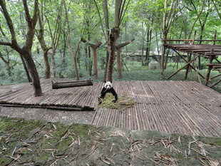 林间木质平台上的大熊猫
