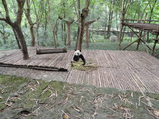 林间木栈道上的悠闲熊猫