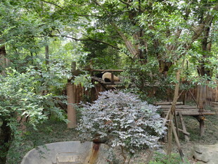 静谧园林景观一角