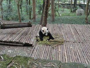 竹林中进食的可爱大熊猫