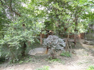 林间小屋隐于繁茂绿植中