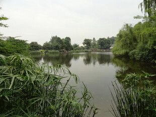 宁静湖畔绿植环绕美景