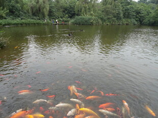 池塘中游动的多彩锦鲤