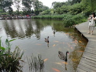 湖畔木栈道的悠闲景致