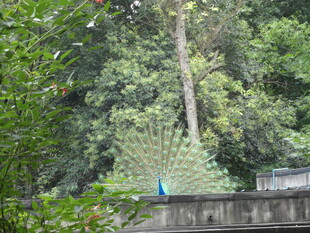 蓝孔雀立于林间围栏处