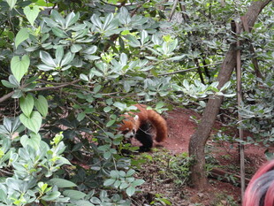 林间红毛动物藏身绿植中