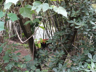 林间繁茂植物景象