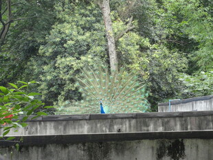 墙边蓝孔雀于绿植间