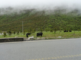 公路旁云雾缭绕的山野风光