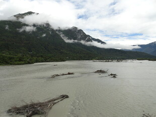 山间河流与漂浮枯木景观