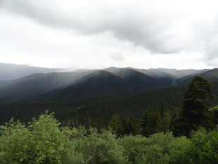 云雾缭绕的山林景色