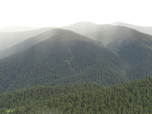 云雾缭绕的山林美景