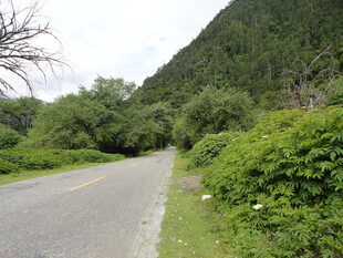 山间蜿蜒公路 绿意盎然