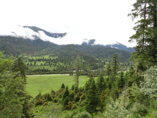 山间绿野森林美景