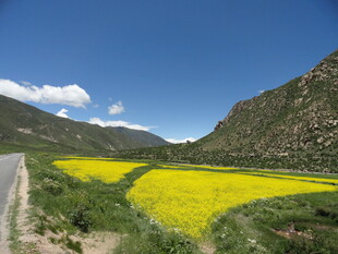 山间油菜花海公路美景