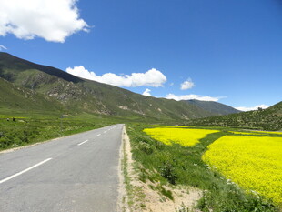 公路旁的灿烂油菜花海