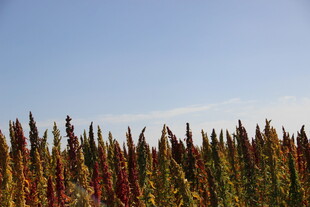 田野中的多彩藜麦植株
