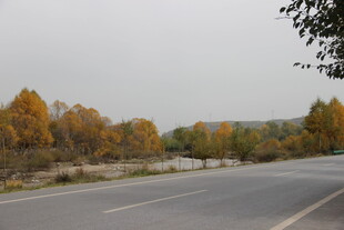 秋日公路边斑斓树林景色