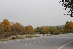 秋日公路边的斑斓树林