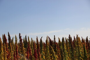 田野中的多彩禾苗