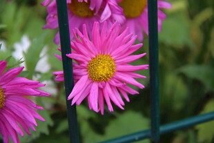 娇艳绽放的粉色菊花