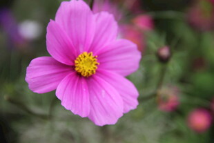 娇艳粉色波斯菊特写