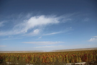 广袤田野上的蓝天白云