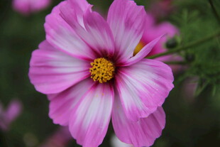 娇艳粉色波斯菊特写