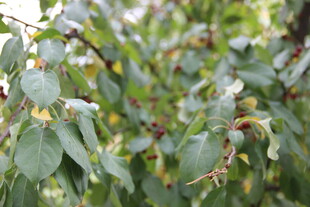 绿叶间的生机景象