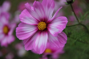 粉色波斯菊特写