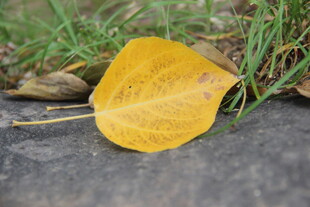 地上的金黄落叶