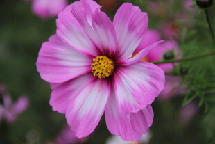 娇艳粉色波斯菊特写