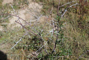 带刺铁丝网下的植物