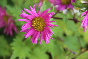 娇艳粉色菊花绽放