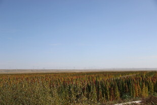 广袤芦苇荡 蓝天之下景