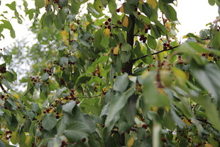 枝头挂满成熟果实