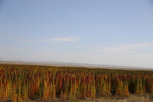 秋日田野的多彩植物景观