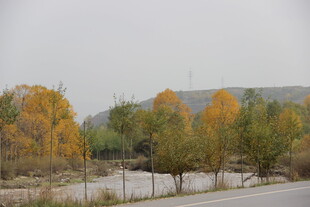 秋日路旁斑斓树林景色