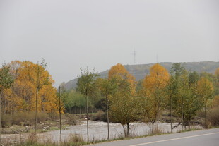 秋日路边多彩树木景观