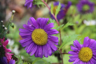 紫色雏菊绽放生机