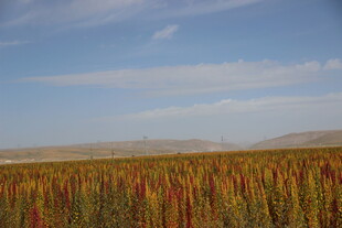 广袤田野中的多彩植物