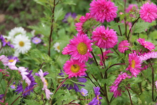 多彩花卉绽放于绿意间