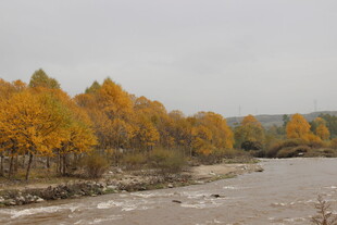 秋日河畔绚烂树林景色
