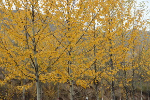 秋日金黄树林美景