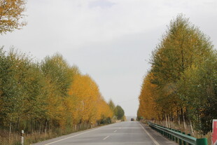 秋日林荫公路美景