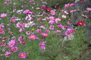 烂漫花丛绽放多彩美丽