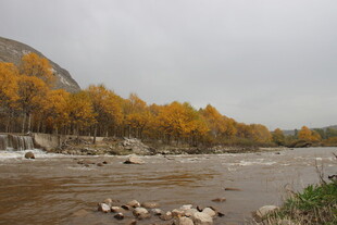 秋日河畔金黄树林美景